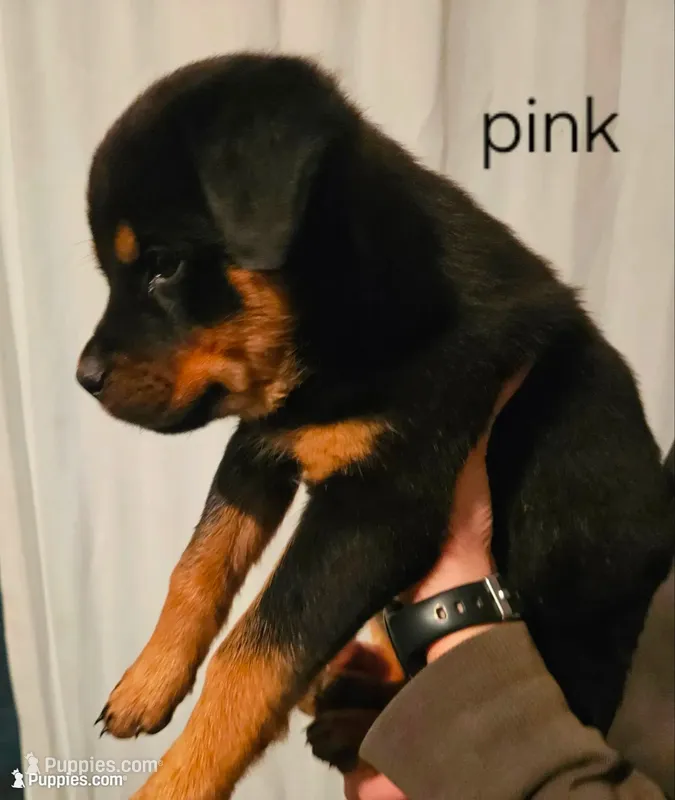 Roseate - pink – Rottweiler puppy for sale in Hamilton, MI