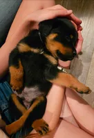 Juniper - lt gteen, a female Rottweiler for sale in Hamilton, MI – 5 of 10
