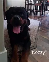 Tuscan - yellow, a male Rottweiler for sale in Hamilton, MI – 4 of 10