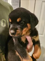Roseate - pink, a female Rottweiler for sale in Hamilton, MI – 10 of 10