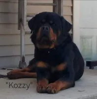 Cyan - lt blue, a male Rottweiler for sale in Hamilton, MI – 5 of 10