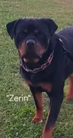 Forest  - green, a male Rottweiler for sale in Hamilton, MI – 7 of 10