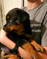 Forest  - green, a male Rottweiler for sale in Hamilton, MI – 1 of 10
