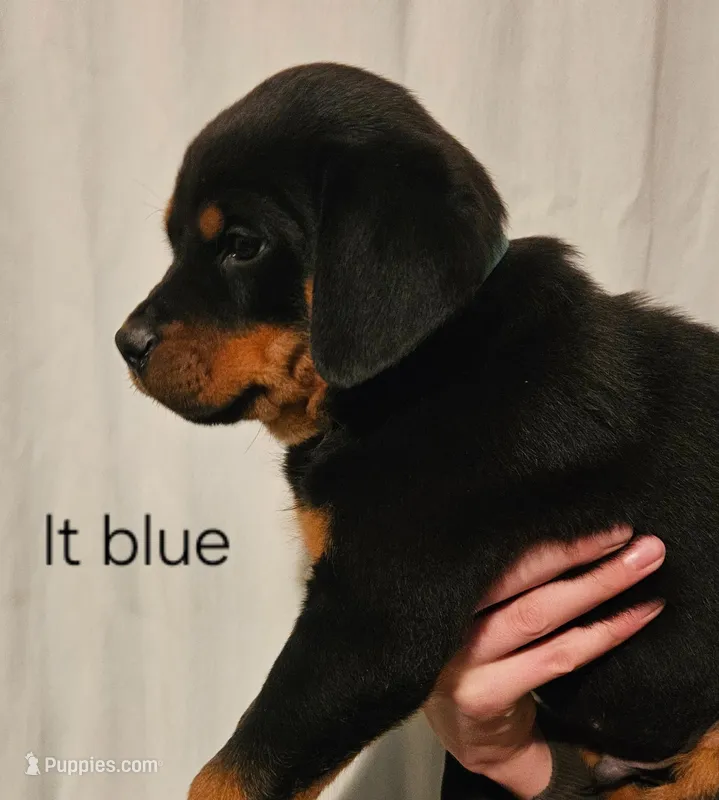Cyan - lt blue – Rottweiler puppy for sale in Hamilton, MI