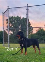 Juniper - lt gteen, a female Rottweiler for sale in Hamilton, MI – 2 of 10