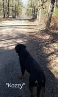 Juniper - lt gteen, a female Rottweiler for sale in Hamilton, MI – 10 of 10