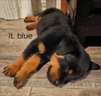 Cyan - lt blue, a male Rottweiler for sale in Hamilton, MI – 6 of 10