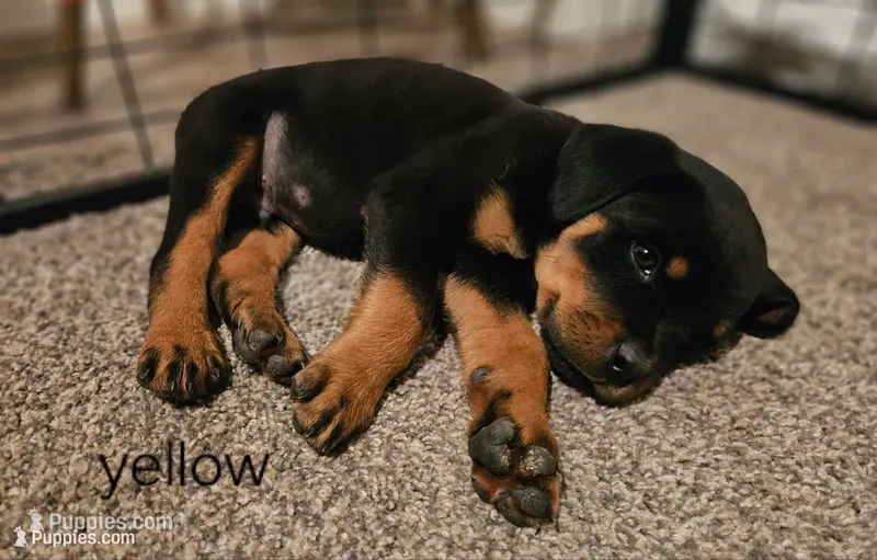 Tuscan - yellow – Rottweiler puppy for sale in Hamilton, MI