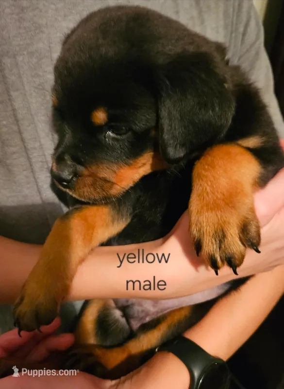 Tuscan - yellow, a male Rottweiler for sale in Hamilton, MI – 1 of 10