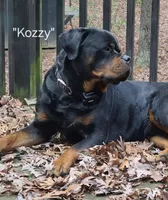 Clay - orange, a male Rottweiler for sale in Hamilton, MI – 5 of 10
