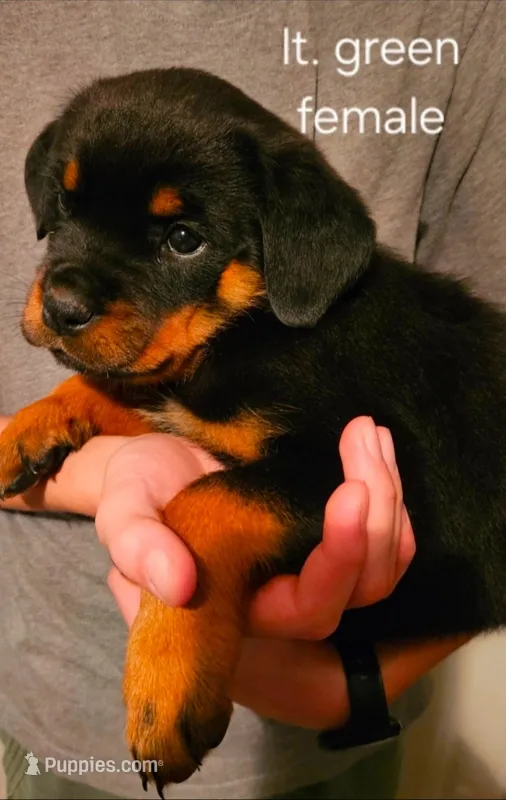 Juniper - lt gteen, a female Rottweiler for sale in Hamilton, MI – 1 of 10