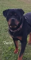 Clay - orange, a male Rottweiler for sale in Hamilton, MI – 9 of 10