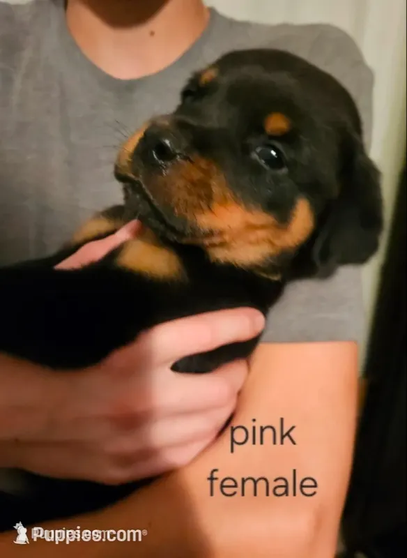Roseate - pink, a female Rottweiler for sale in Hamilton, MI – 1 of 10