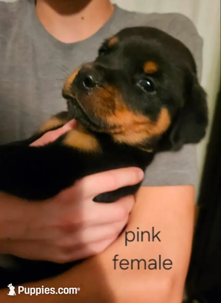 Roseate - pink, a female Rottweiler for sale in Hamilton, MI – 1 of 10