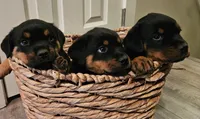 Cyan - lt blue, a male Rottweiler for sale in Hamilton, MI – 3 of 10