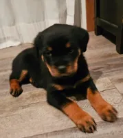 Forest  - green, a male Rottweiler for sale in Hamilton, MI – 4 of 10