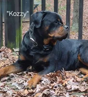 Juniper - lt gteen, a female Rottweiler for sale in Hamilton, MI – 7 of 10