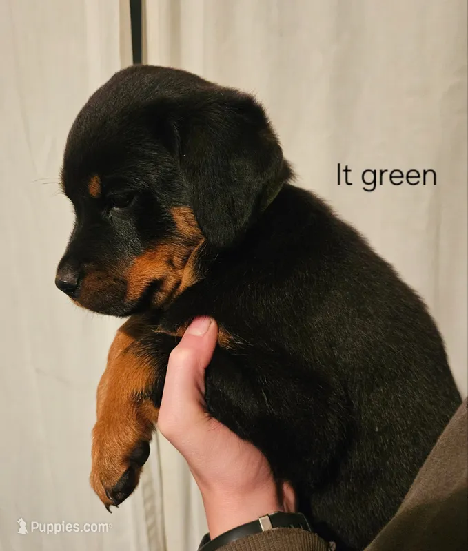 Juniper - lt gteen – Rottweiler puppy for sale in Hamilton, MI