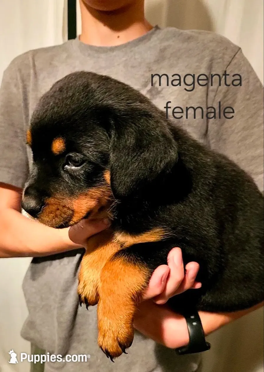 Sangria  - purple, a female Rottweiler for sale in Hamilton, MI – 1 of 9