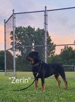 Clay - orange, a male Rottweiler for sale in Hamilton, MI – 6 of 10