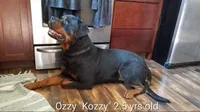 Juniper - lt gteen, a female Rottweiler for sale in Hamilton, MI – 3 of 10