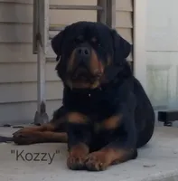Clay - orange, a male Rottweiler for sale in Hamilton, MI – 3 of 10