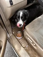 Moomoo, a male Australian Shepherd and Border Collie for sale in Wilmington, NC – 4 of 4