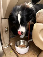 Moomoo, a male Australian Shepherd and Border Collie for sale in Wilmington, NC – 3 of 4