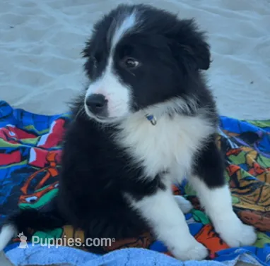 Moomoo – Australian Shepherd, Border Collie puppy for sale in Wilmington, NC