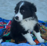 Moomoo, a male Australian Shepherd and Border Collie for sale in Wilmington, NC – 1 of 4