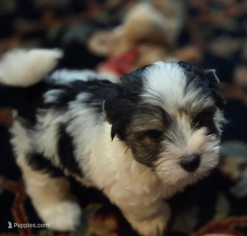 Happy – Yorkshire Terrier puppy for sale in Fresno, CA