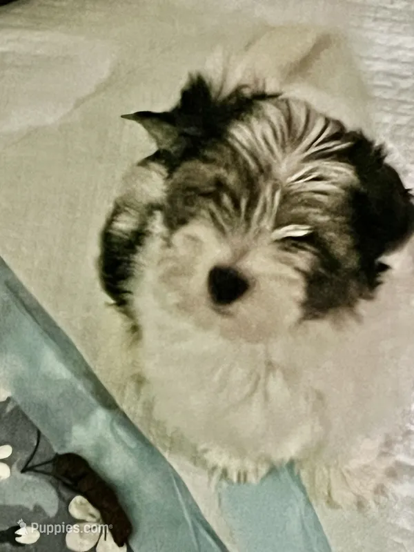 Happy – Yorkshire Terrier puppy for sale in Fresno, CA