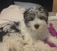 Happy, a male Yorkshire Terrier for sale in Fresno, CA – 3 of 9