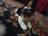 Sissy, a female Yorkshire Terrier for sale in Fresno, CA – 3 of 3