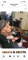 Happy, a male Yorkshire Terrier for sale in Fresno, CA – 8 of 10