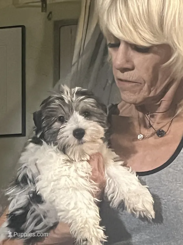 Happy – Yorkshire Terrier puppy for sale in Fresno, CA