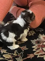 Happy, a male Yorkshire Terrier for sale in Fresno, CA – 4 of 4