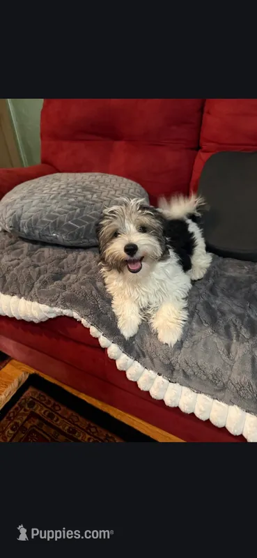 Happy – Yorkshire Terrier puppy for sale in Fresno, CA