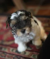 Sissy, a female Yorkshire Terrier for sale in Fresno, CA – 2 of 3