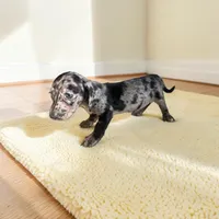 Roxy, a female Dachshund and Miniature Pinscher for sale in Seymour, MO – 2 of 2