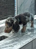 Lilly, a female Dachshund for sale in Seymour, MO – 4 of 4