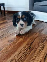 Cody, a male Cavalier King Charles Spaniel and Miniature Dachshund for sale in Seymour, MO – 3 of 5
