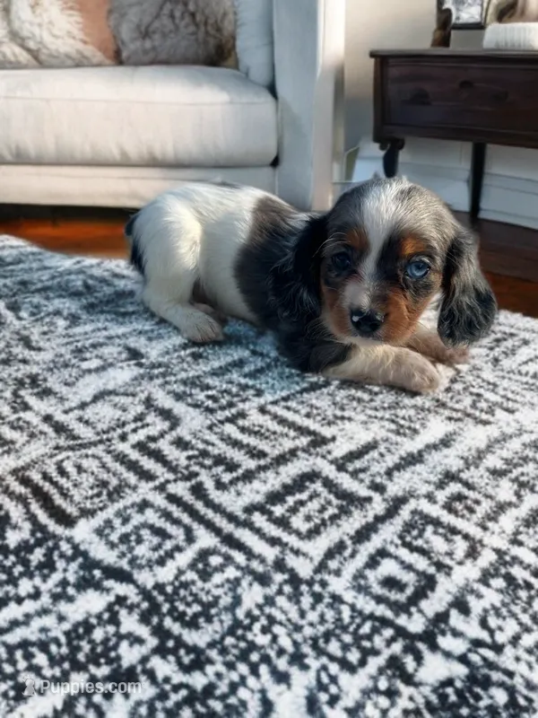 Hank – Cavalier King Charles Spaniel, Miniature Dachshund puppy on hold in Seymour, MO