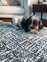 Hank, a male Cavalier King Charles Spaniel and Miniature Dachshund for sale in Seymour, MO – 1 of 3