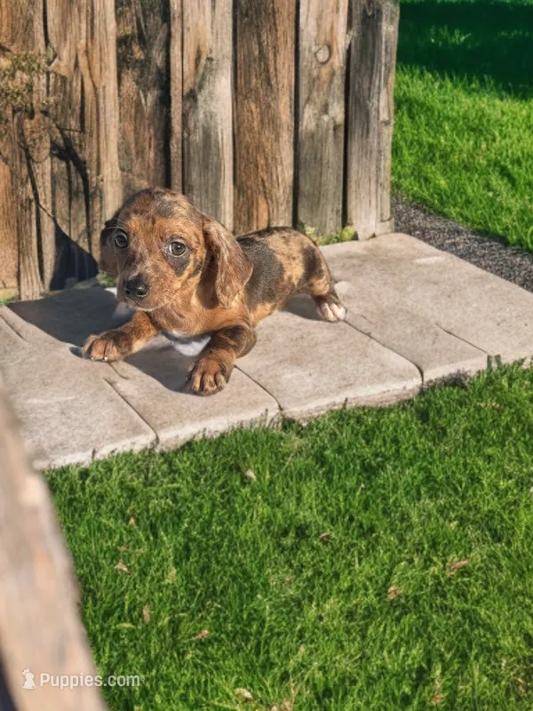 Roscoe – Dachshund, Miniature Pinscher puppy for sale in Seymour, MO