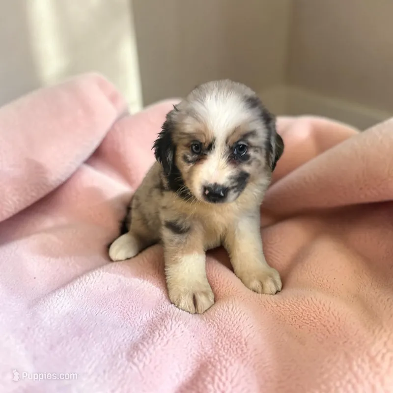 Lainey – Miniature Australian Shepherd puppy for sale in Seymour, MO