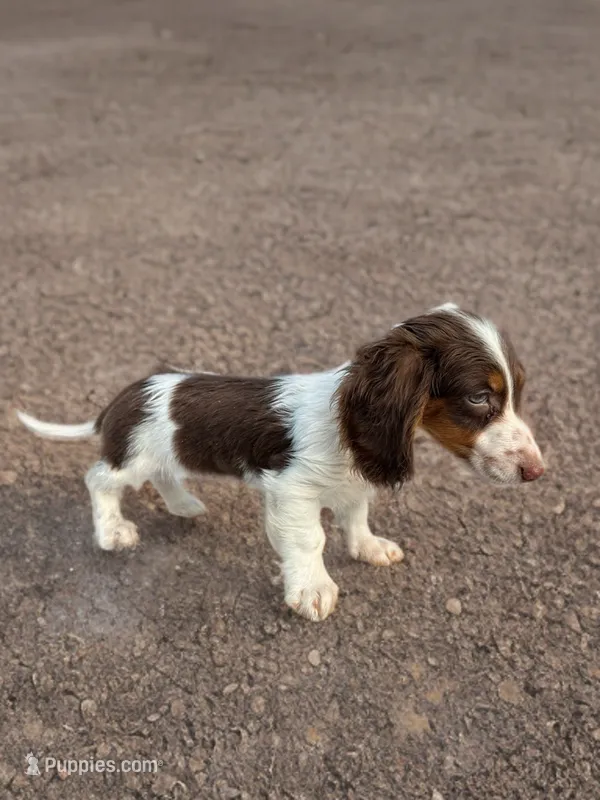 Rocky – Dachshund puppy for sale in Seymour, MO