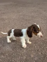 Rocky, a male Dachshund for sale in Seymour, MO – 4 of 4
