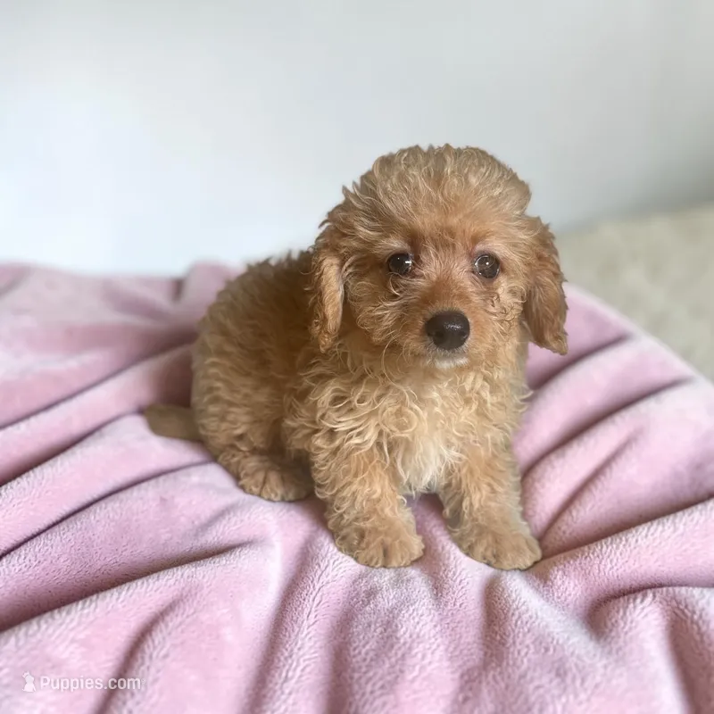 Sally – Silky Terrier, Poodle - Miniature  puppy for sale in Seymour, MO