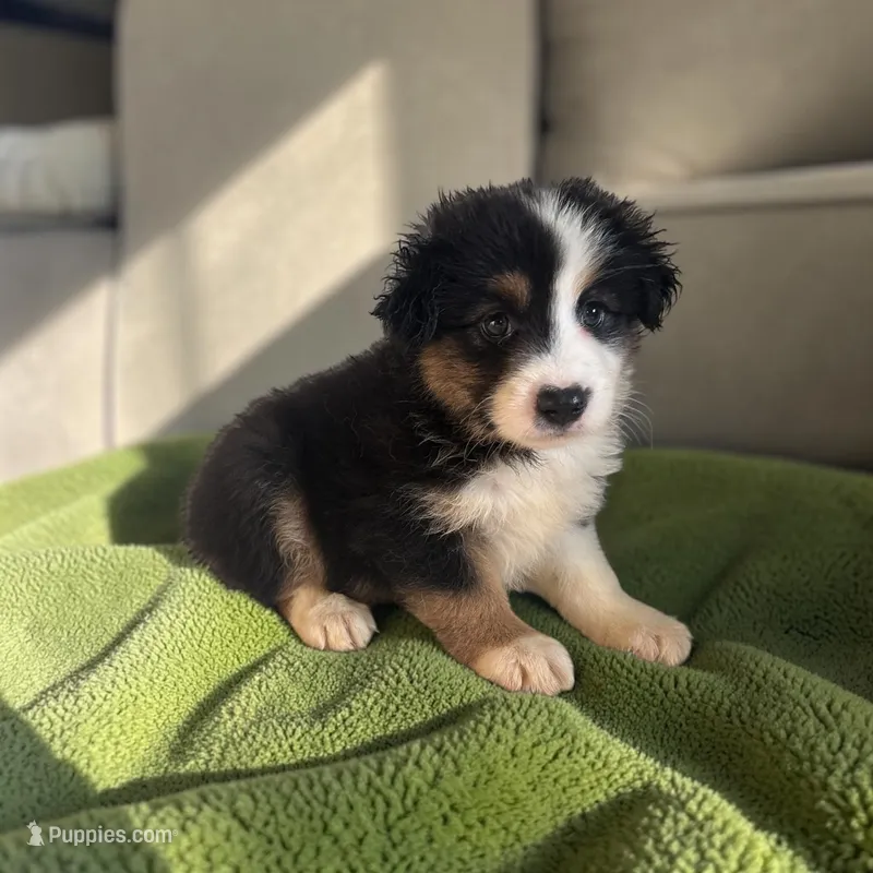 Roper – Miniature Australian Shepherd puppy for sale in Seymour, MO